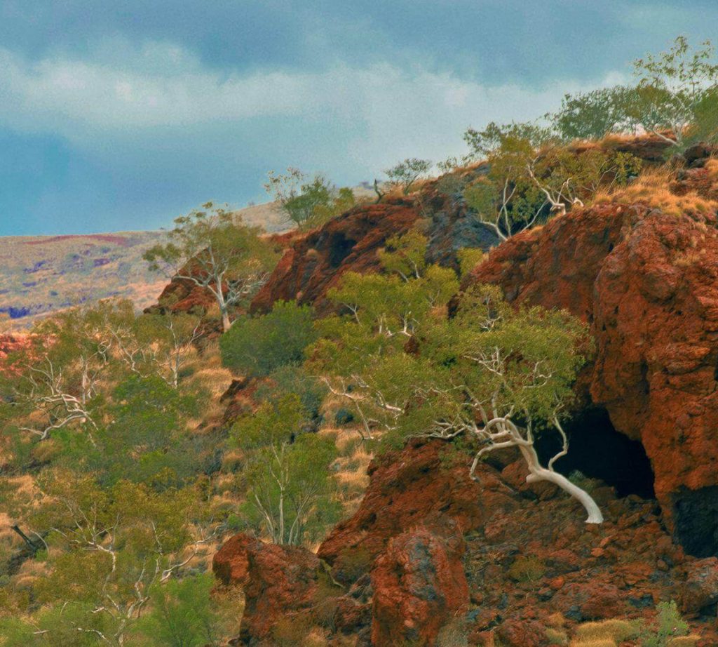 Tree by a rock shelter web