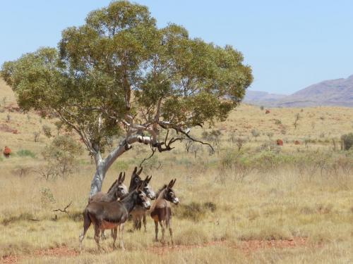 Eliwana Elders Consultation Trip (24 November 2018)