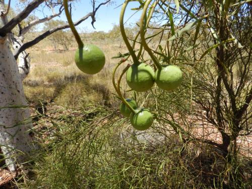 Eliwana Elders Consultation Trip (24 November 2018)